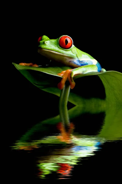 Groda Ett Blad Isolerad Svart — Stockfoto