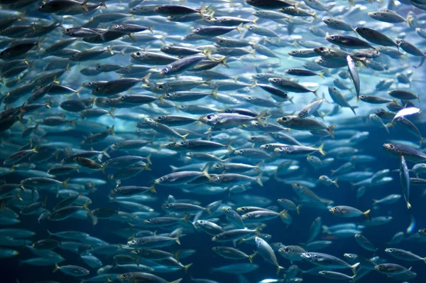 沙丁鱼 地中海海产食品 — 图库照片