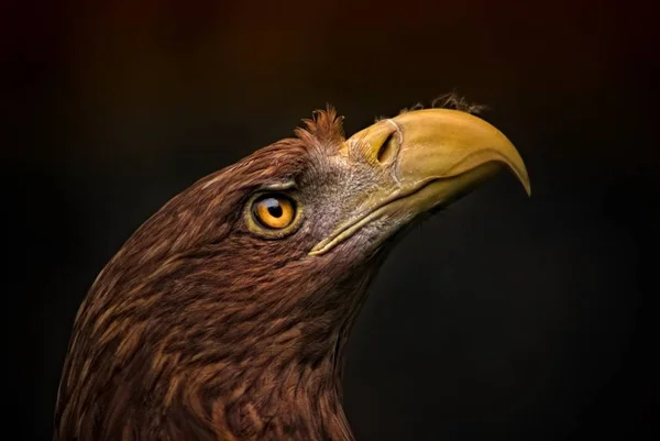 Vista Panorámica Hermoso Pájaro Naturaleza — Foto de Stock