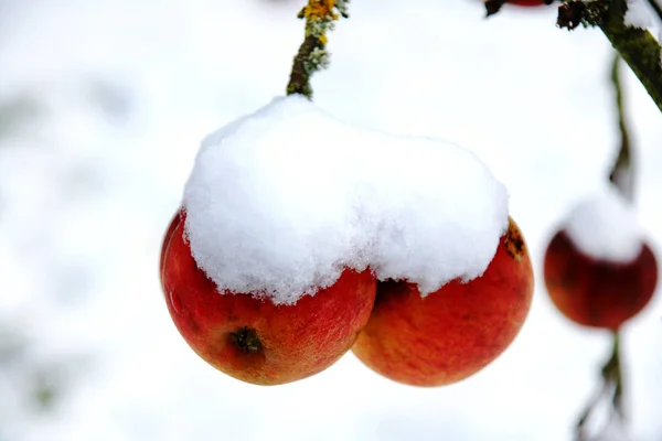 Rode Appel Sneeuw — Stockfoto