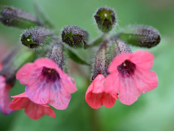 Bloeiende Bloemen Achtergrond Textuur — Stockfoto