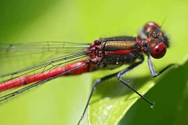 Natureza Bug Com Asas Natureza Inseto — Fotografia de Stock