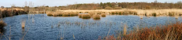 Moorpanorama Mit Gagel — Stockfoto