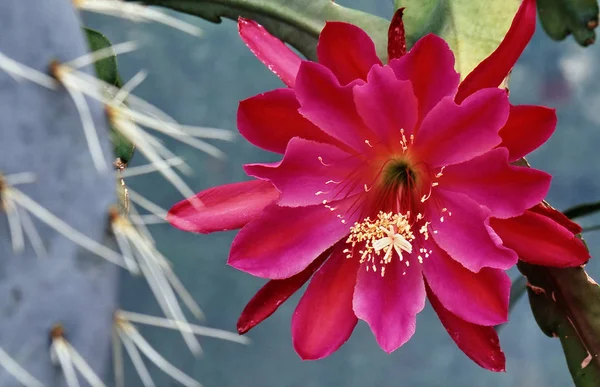 サボテンの花植物サボテンの成長 — ストック写真