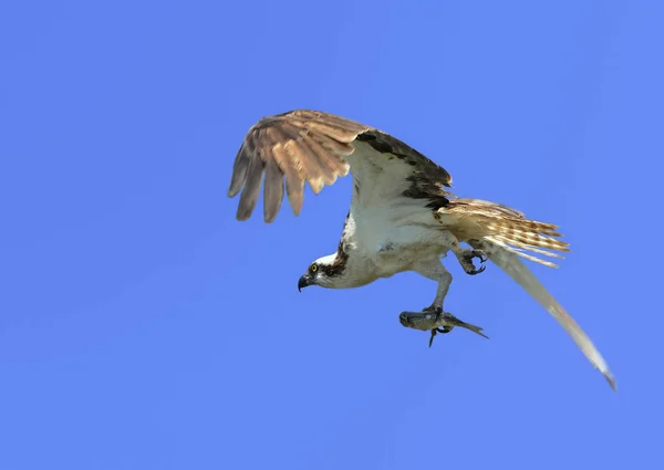 Malerischer Blick Auf Schöne Fischadler Vogel — Stockfoto
