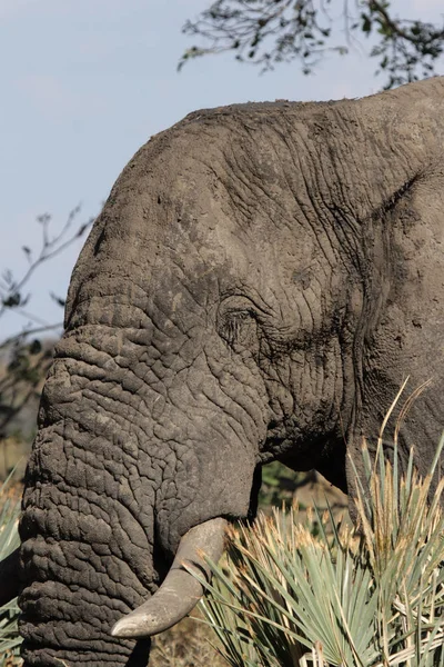 博茨瓦纳奥卡万戈三角洲的大象 Loxodonta Africana — 图库照片