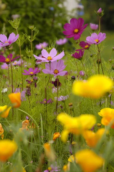 Sommer Feld Blumen Blütenblätter Kosmos Blume — Stockfoto