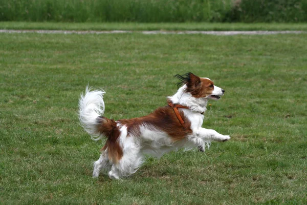 Şirin Bir Köpeğin Portresi — Stok fotoğraf