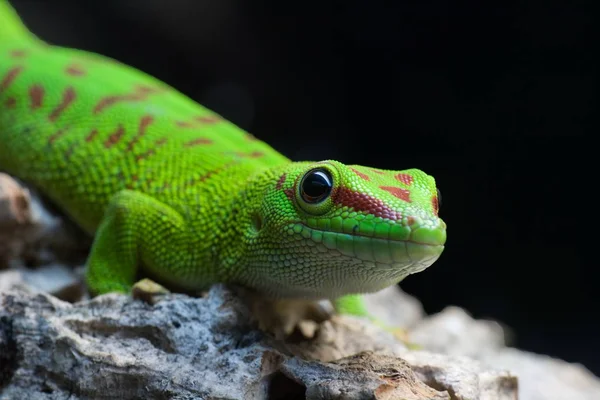 Gekko Reptiel Hagedis Tropisch Dier — Stockfoto
