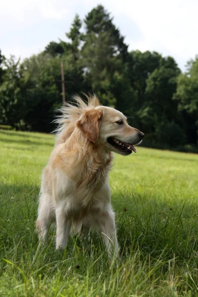 Ritratto Cane Carino — Foto Stock