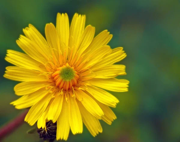 Άνθη Του Μικρού Hawkweed Hieracium Pilosella Είναι Κίτρινα Άνθη Κυπέλλου — Φωτογραφία Αρχείου