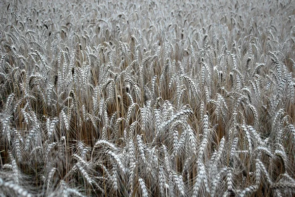 Landschappelijke Kijk Landbouw Selectieve Focus — Stockfoto