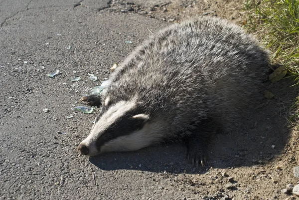 Dierenwelzijn Dierentuin — Stockfoto