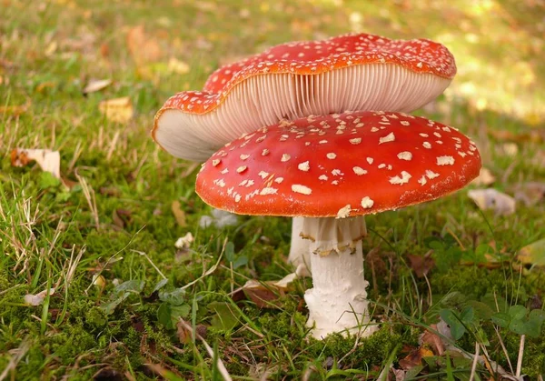 Growing Mushrooms Forest Nature Background — Stock Photo, Image