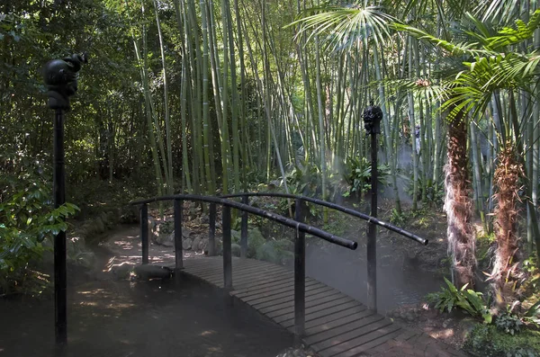 Floresta Bambu Troncos Árvores — Fotografia de Stock
