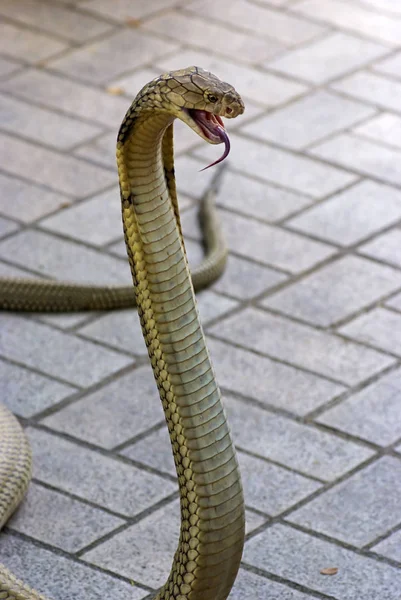 Closeup Animal Zoo — Stock Photo, Image