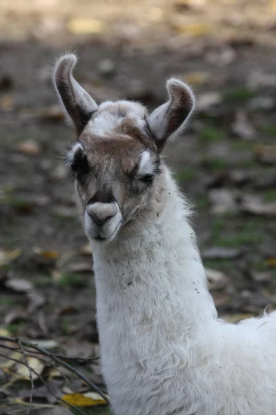 Lama Nın Genç Hayvanı — Stok fotoğraf