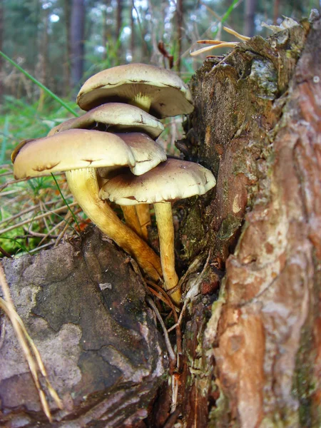 Culture Champignons Dans Forêt Fond Nature — Photo