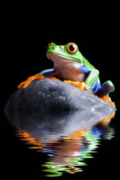 Kikker Amfibieën Vijverdier — Stockfoto