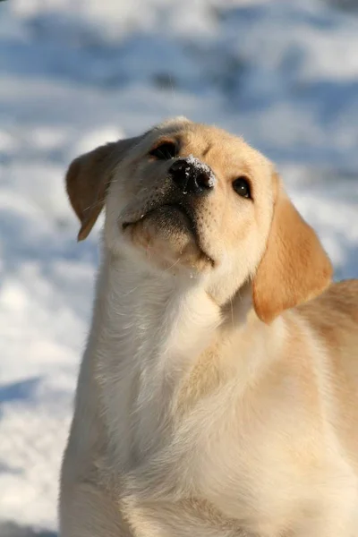 Potret Anjing Yang Lucu — Stok Foto