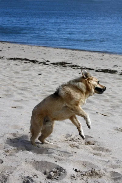 Şirin Bir Köpeğin Portresi — Stok fotoğraf