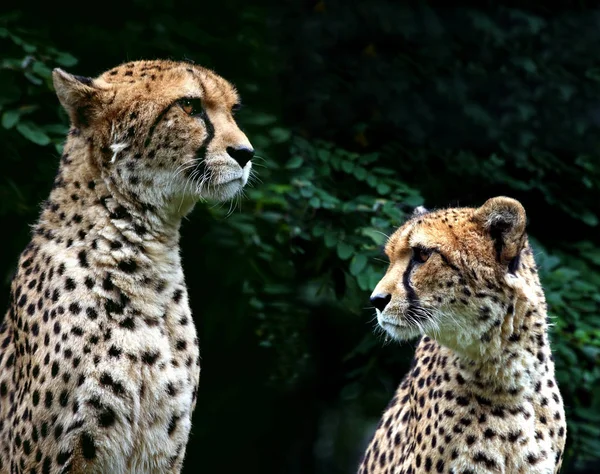 Closeup of animal at zoo