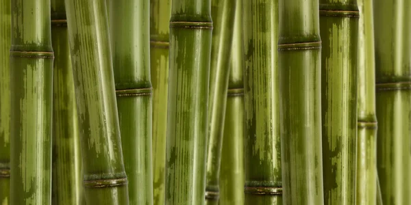 Bambu Jardim — Fotografia de Stock