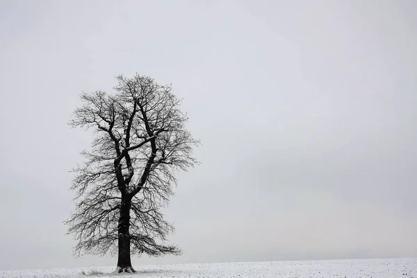 Scenic View Countryside Selective Focus — Stock Photo, Image