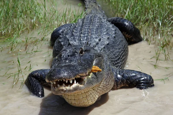 Krokodillen Het Wild Gevaarlijk Reptielenroofdier — Stockfoto