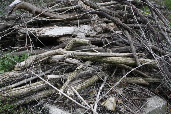 Ved Vedträn Och Vedträn — Stockfoto