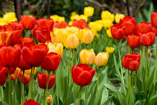 Krásný Výhled Přírodní Tulipánové Květy — Stock fotografie