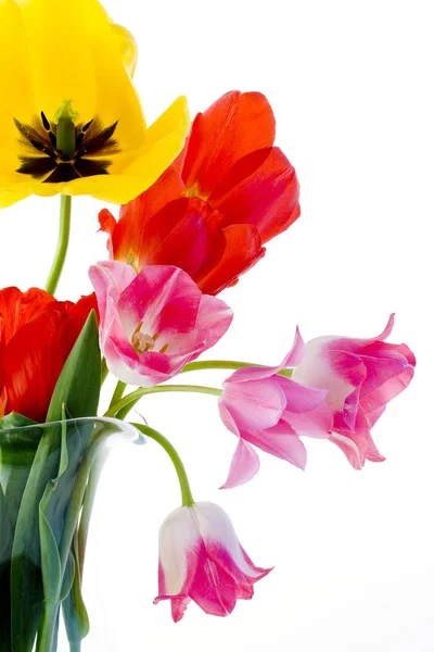 Fiori Tulipani Flora Primavera — Foto Stock