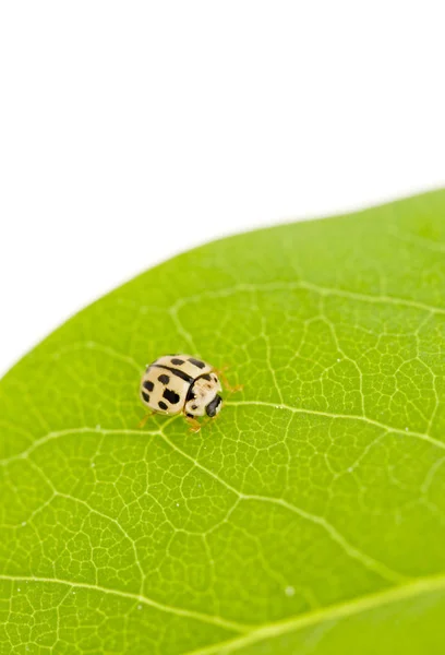 Closeup View Cute Ladybug Insect — Stock Photo, Image