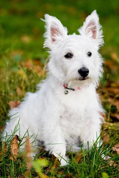 West Highland Fehér Terrier Kutya Kisállat — Stock Fotó