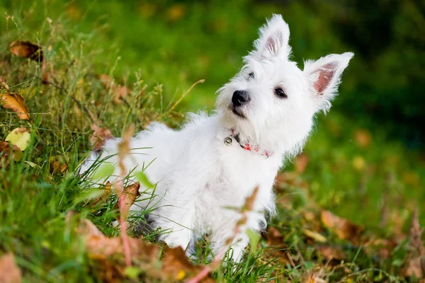 West Highland White Terrier Dog Pet — Stock Photo, Image