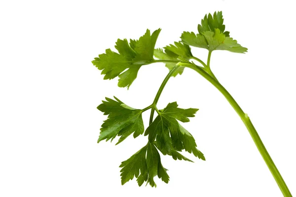 Close Parsley Leaf Isolated White - Stock-foto