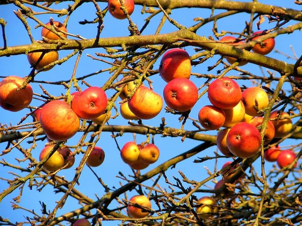 winter fruits for the birds