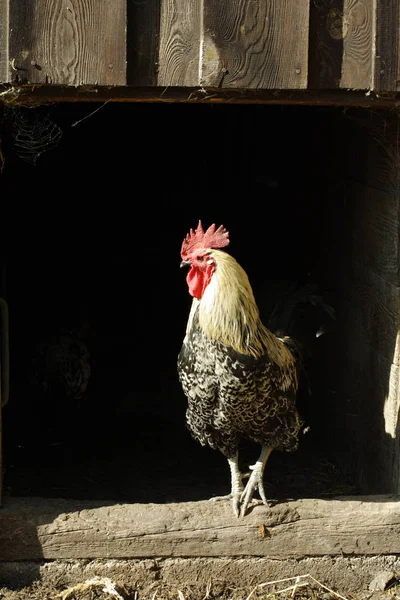 Tavuk Çiftliğinin Kralı — Stok fotoğraf