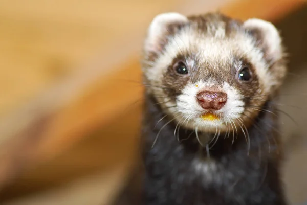 Portrait Furet — Photo