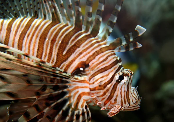 Acqua Mare Subacquea Pesce Leone — Foto Stock