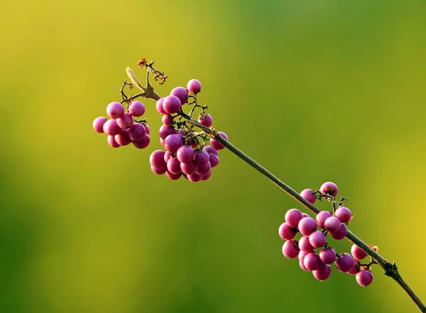 Japonec Krásný Ovoce Callicarpa Japoni — Stock fotografie