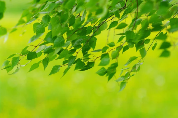 Flora Naturalna Liście Botanika — Zdjęcie stockowe