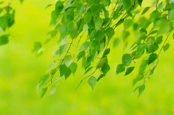 Flora Natural Folhagem Botânica — Fotografia de Stock