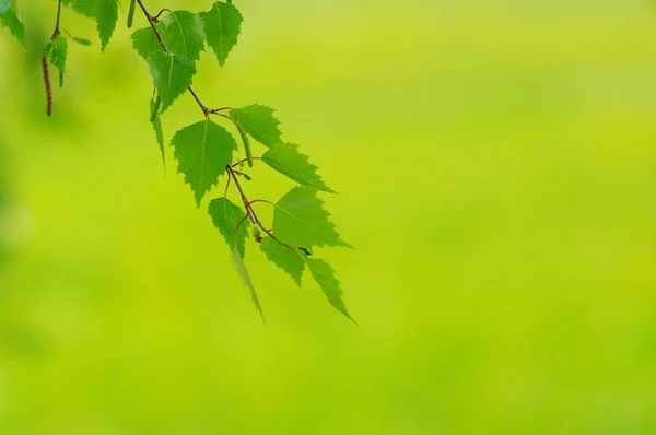 Flora Natural Folhagem Botânica — Fotografia de Stock