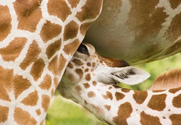 Giraffa Animale Mammifero Erbivoro — Foto Stock