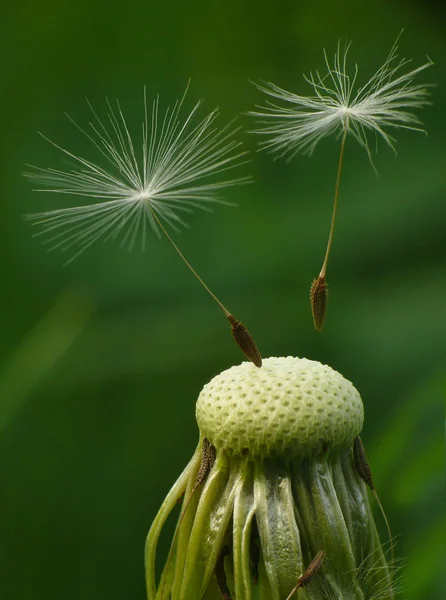 Schöne Aussicht Auf Natürliche Löwenzahnblume — Stockfoto