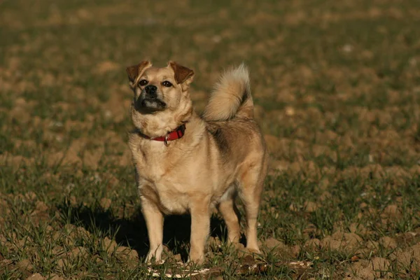 Porträt Eines Süßen Hundes — Stockfoto