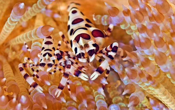 Coleman Krevety Ohni Ježci Sulawesi — Stock fotografie