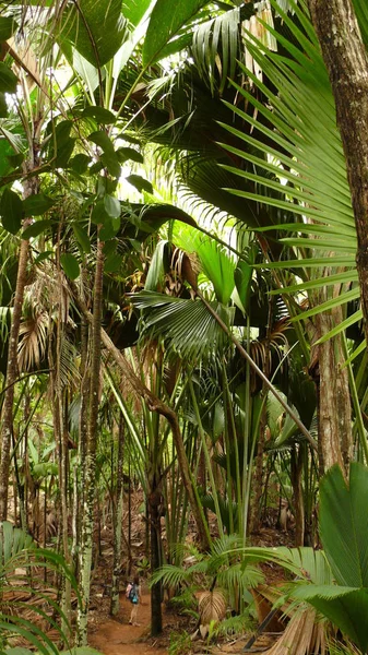 Naturbäume Umwelt Und Botanik — Stockfoto