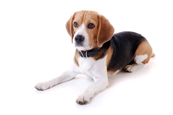 Πορτρέτο Του Χαριτωμένο Και Αξιολάτρευτο Σκυλί Beagle — Φωτογραφία Αρχείου